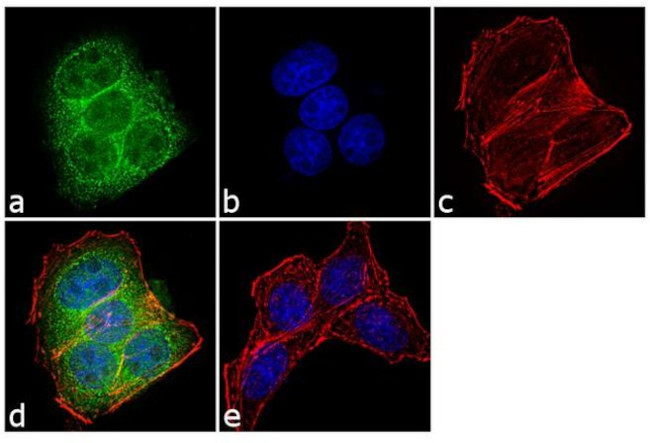 COX2 Antibody in Immunocytochemistry (ICC/IF)