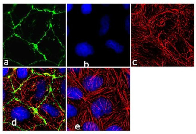 Claudin 1 Antibody in Immunocytochemistry (ICC/IF)
