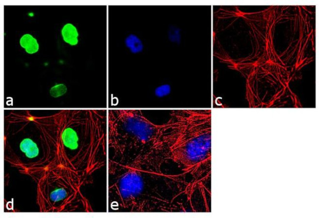 Oct-2 Antibody in Immunocytochemistry (ICC/IF)
