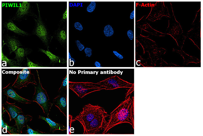 PIWIL1 Antibody in Immunocytochemistry (ICC/IF)