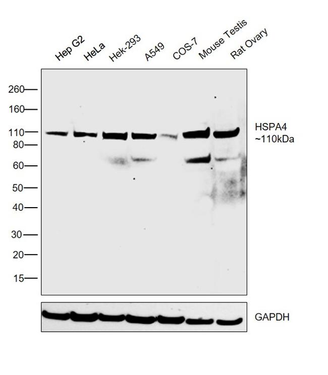 HSPA4 Antibody in Western Blot (WB)