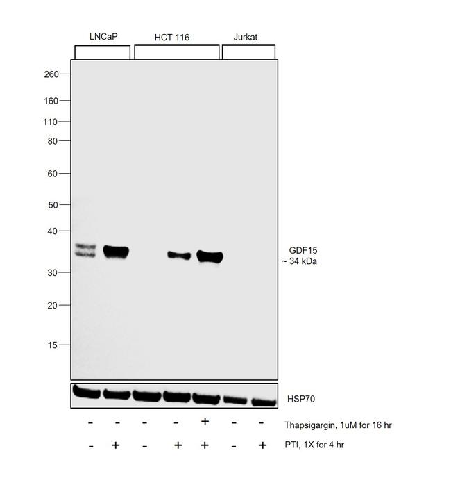 GDF15 Antibody in Western Blot (WB)