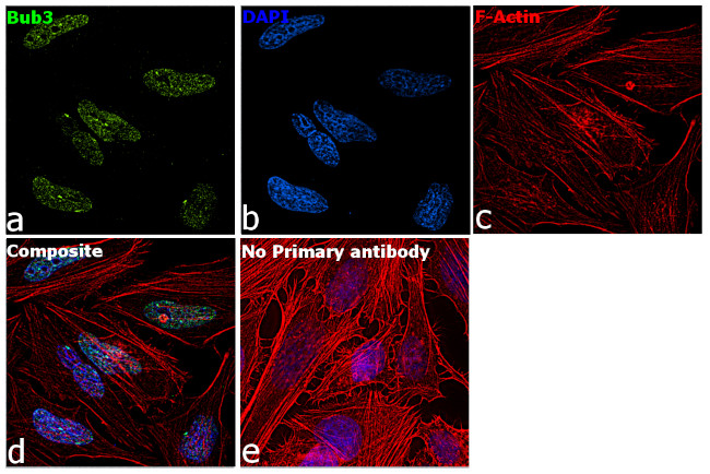 Bub3 Antibody in Immunocytochemistry (ICC/IF)