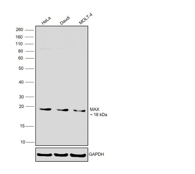 MAX Antibody in Western Blot (WB)