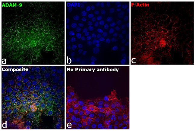 ADAM9 Antibody in Immunocytochemistry (ICC/IF)
