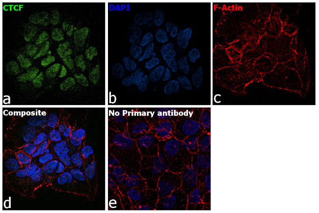 CTCF Antibody in Immunocytochemistry (ICC/IF)