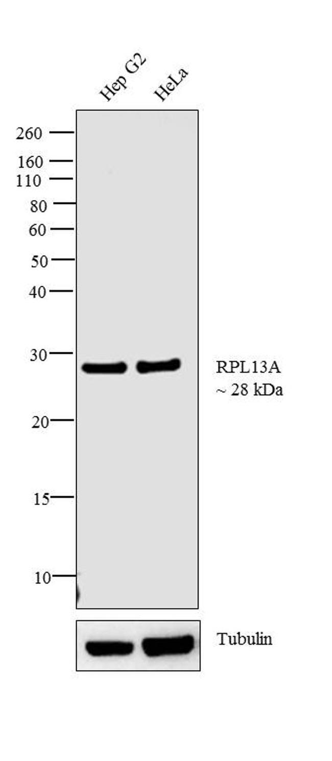 RPL13A Antibody in Western Blot (WB)