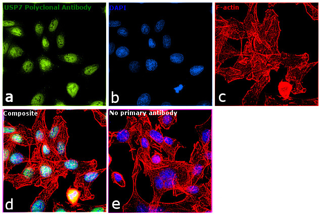 USP7 Antibody in Immunocytochemistry (ICC/IF)