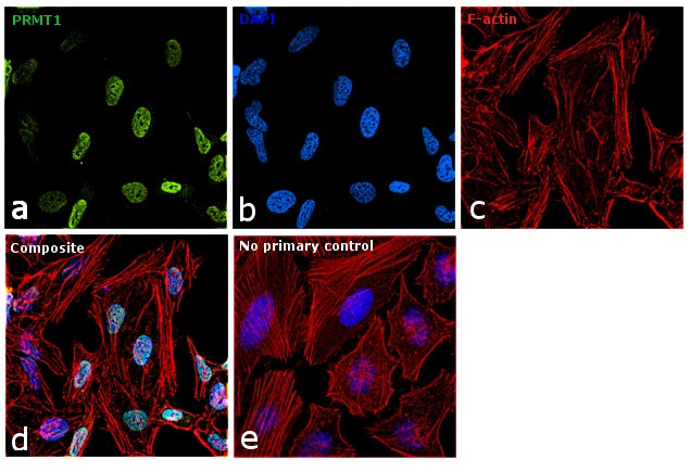 PRMT1 Antibody in Immunocytochemistry (ICC/IF)