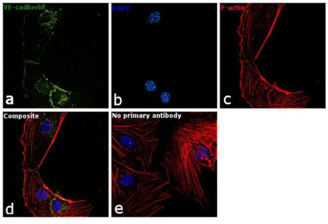 VE-cadherin Antibody in Immunocytochemistry (ICC/IF)