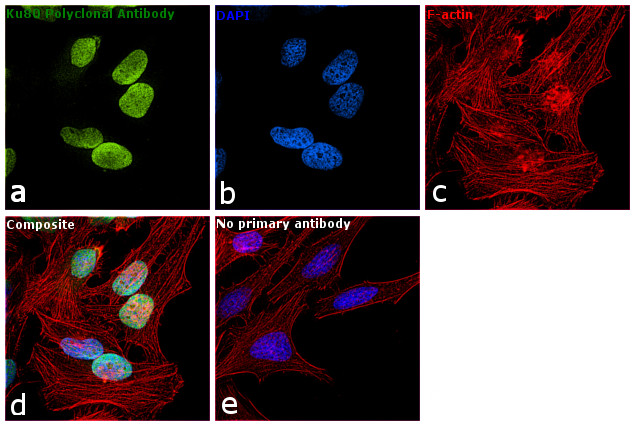 Ku80 Antibody in Immunocytochemistry (ICC/IF)