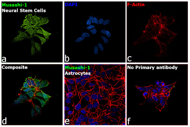 MSI1 Antibody in Immunocytochemistry (ICC/IF)