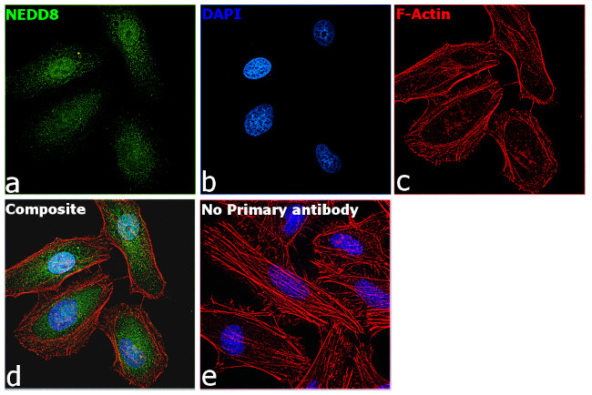 NEDD8 Antibody in Immunocytochemistry (ICC/IF)