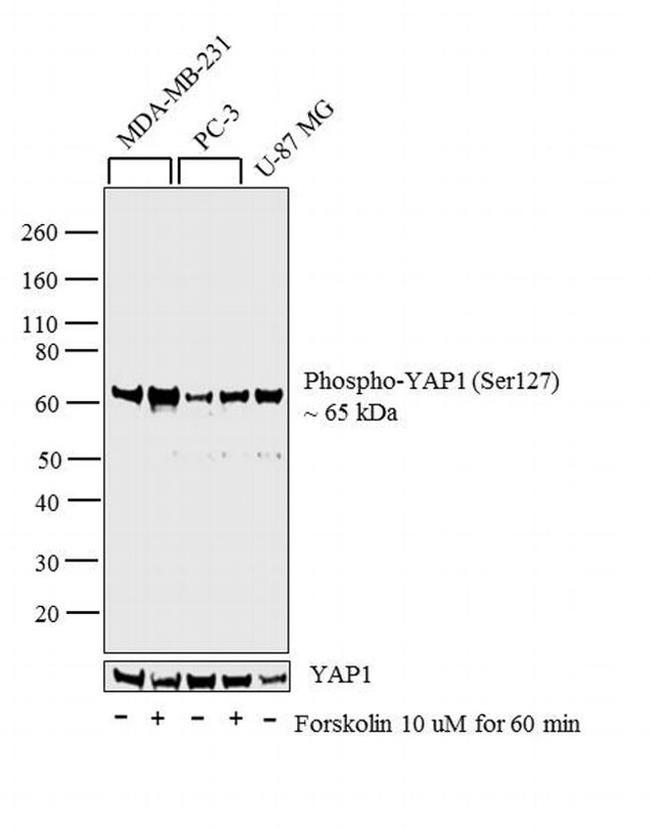 Phospho-YAP1 (Ser127) Antibody in Western Blot (WB)