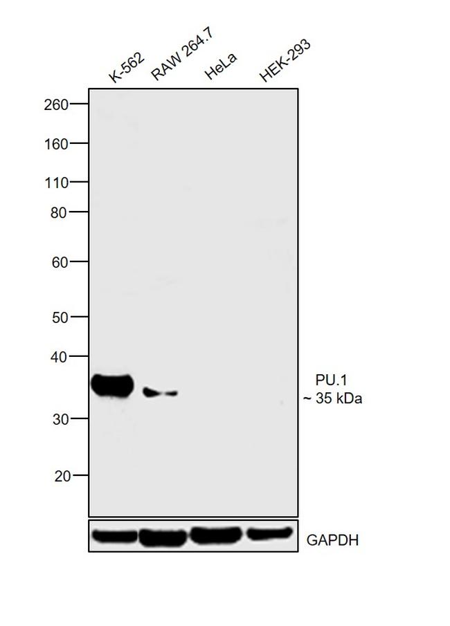 PU.1 Polyclonal Antibody (PA5-17505)