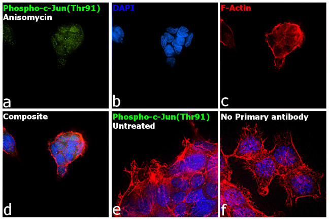 Phospho-c-Jun (Thr91) Antibody in Immunocytochemistry (ICC/IF)