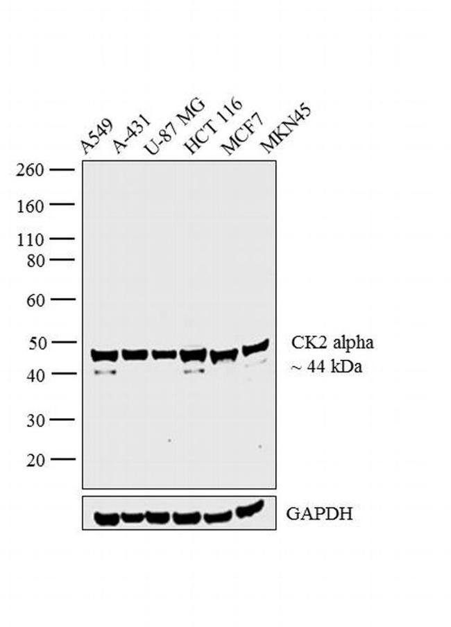 CK2 alpha-1 Antibody in Western Blot (WB)