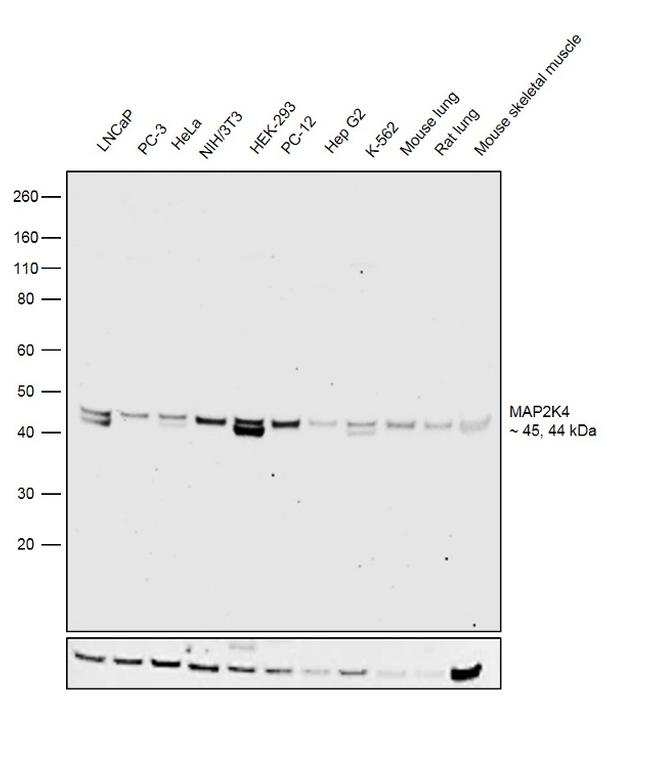 MAP2K4 Antibody in Western Blot (WB)