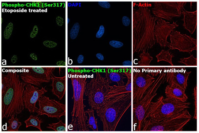 Phospho-CHK1 (Ser317) Antibody in Immunocytochemistry (ICC/IF)