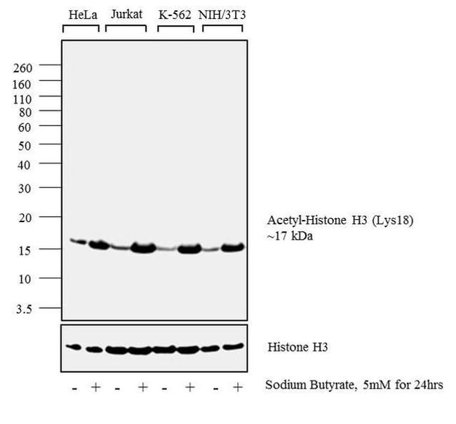 H3K18ac Antibody