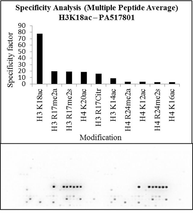 H3K18ac Antibody in Peptide array (Array)