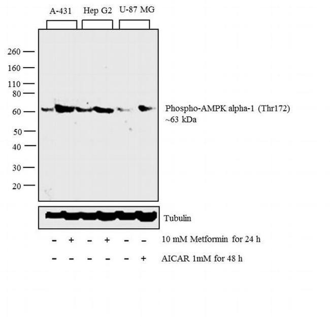 Phospho-AMPK alpha-1,2 (Thr183, Thr172) Antibody