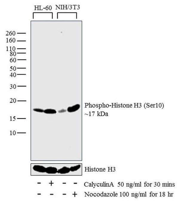 Phospho-Histone H3 (Ser10) Antibody