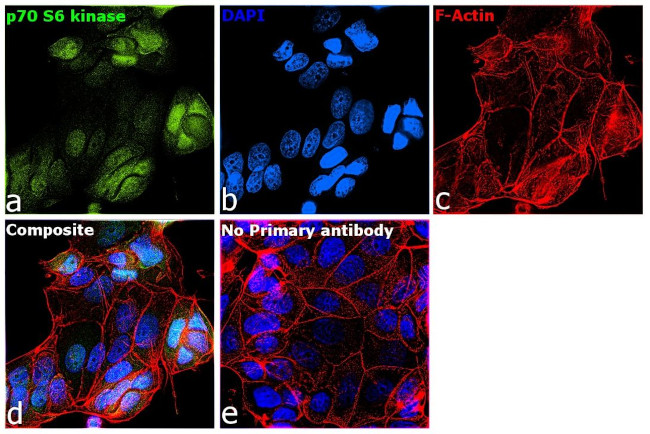 p70 S6 Kinase Antibody in Immunocytochemistry (ICC/IF)