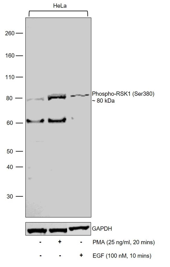 Phospho-RSK1 (Ser380) Antibody in Western Blot (WB)