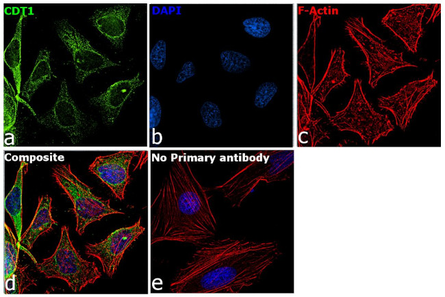 CDT1 Antibody in Immunocytochemistry (ICC/IF)