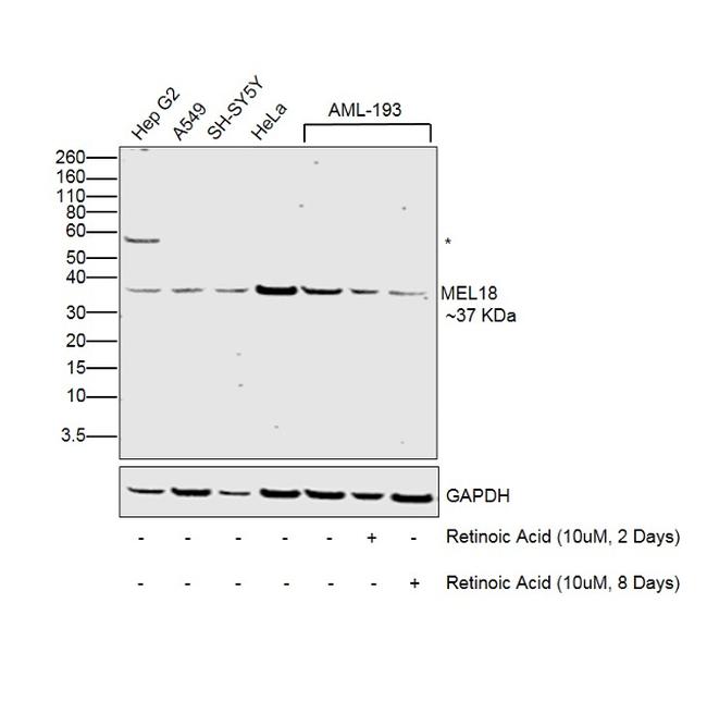 MEL18 Antibody in Western Blot (WB)