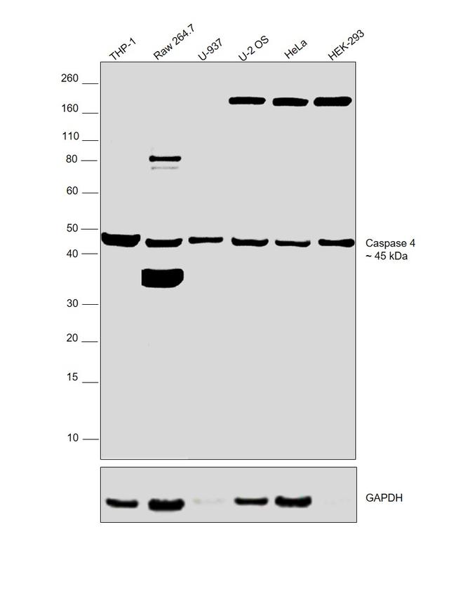 Caspase 4 Antibody in Western Blot (WB)