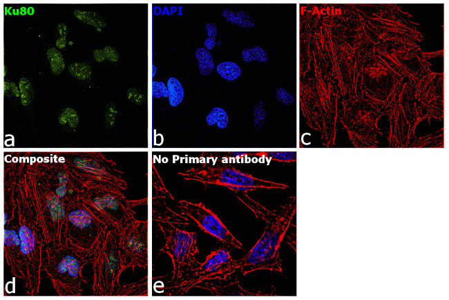 Ku80 Antibody in Immunocytochemistry (ICC/IF)
