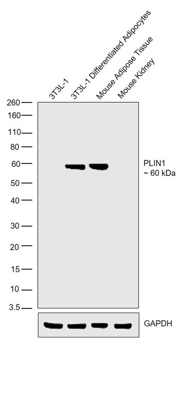 Perilipin 1 Antibody in Western Blot (WB)