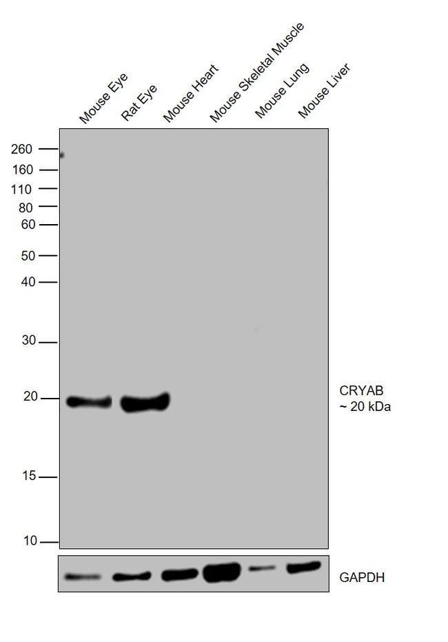 CRYAB Antibody in Western Blot (WB)