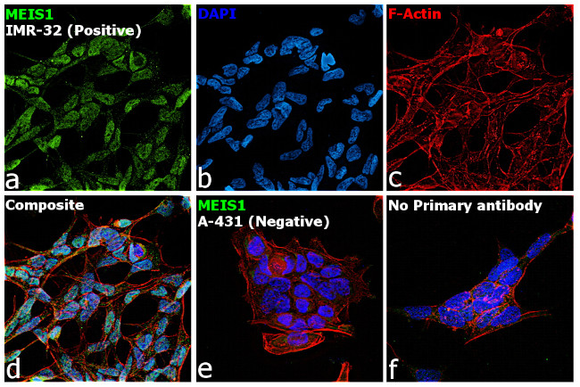MEIS1 Antibody in Immunocytochemistry (ICC/IF)