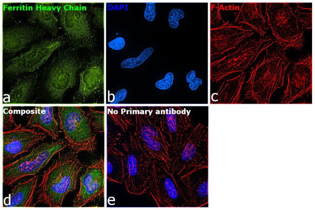 Ferritin Heavy Chain Antibody in Immunocytochemistry (ICC/IF)