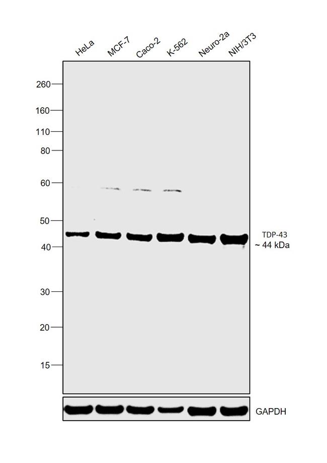 TDP-43 Antibody in Western Blot (WB)