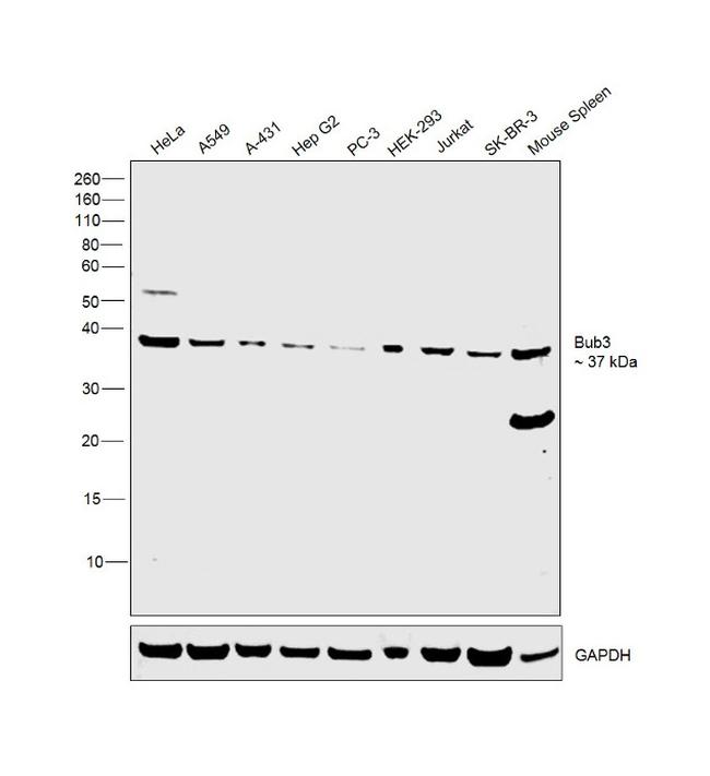 Bub3 Antibody in Western Blot (WB)