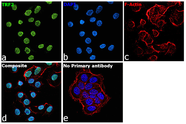 TRF2 Antibody in Immunocytochemistry (ICC/IF)