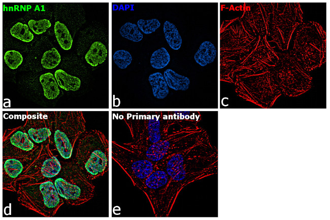 hnRNP A1 Antibody in Immunocytochemistry (ICC/IF)