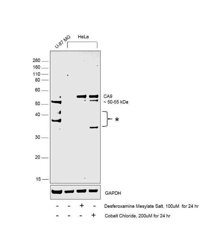 Carbonic Anhydrase IX Antibody in Western Blot (WB)