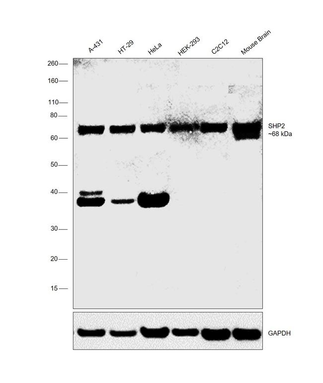 SHP2 Antibody in Western Blot (WB)
