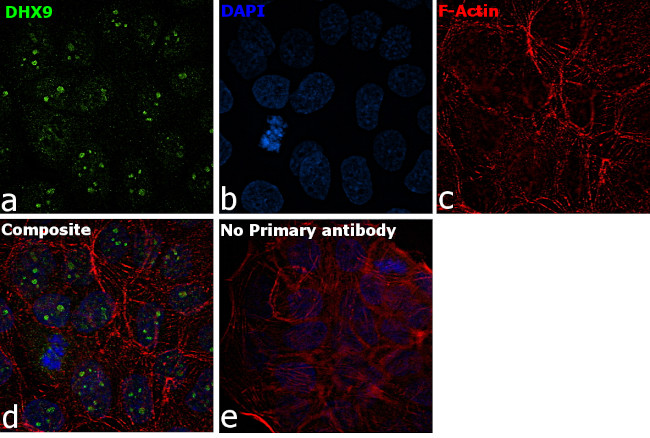 DHX9 Antibody in Immunocytochemistry (ICC/IF)