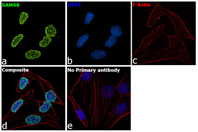 SAM68 Antibody in Immunocytochemistry (ICC/IF)
