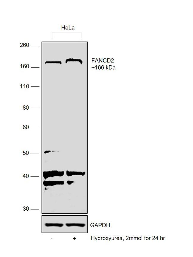 FANCD2 Antibody in Western Blot (WB)