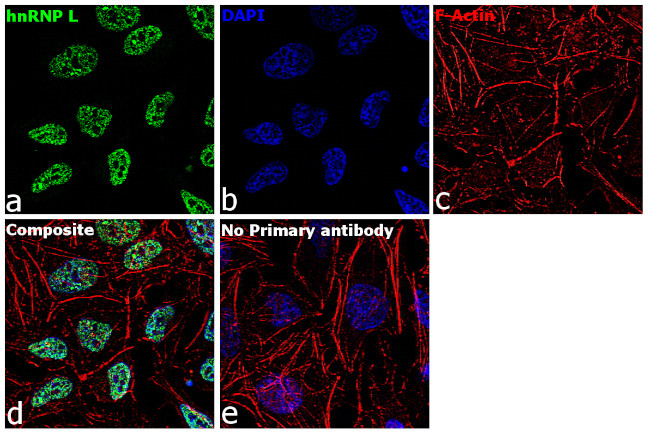 hnRNP L Antibody in Immunocytochemistry (ICC/IF)