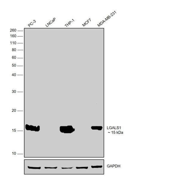 Galectin 1 Antibody in Western Blot (WB)