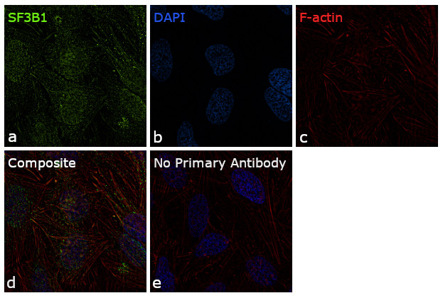SF3B1 Antibody in Immunocytochemistry (ICC/IF)