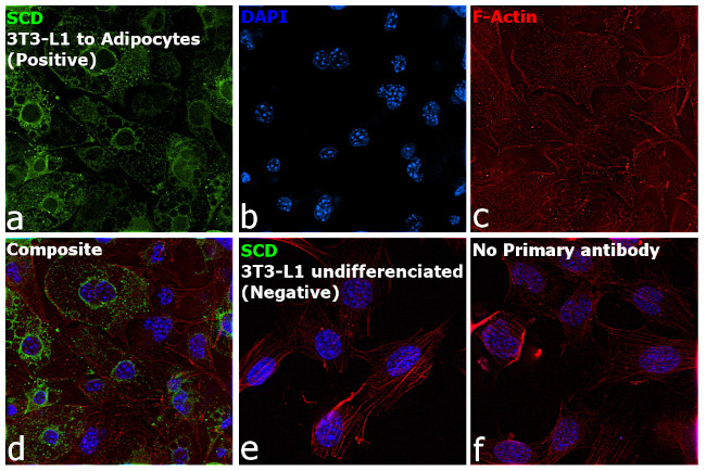 SCD Antibody in Immunocytochemistry (ICC/IF)